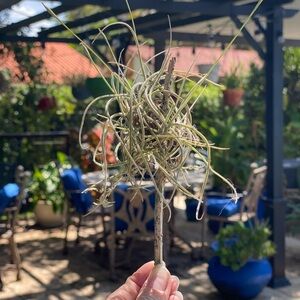 Unique Air Plant - Organic - Spanish Moss